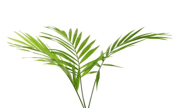 Zielone liście palmy — Zdjęcie stockowe