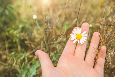 Kadın holding papatya