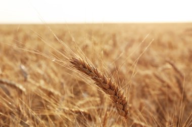 Alandaki sarı buğday Başak