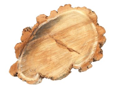 Ağaç gövdesi kesiti