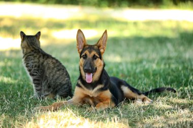 Şirin kedi ve köpek  