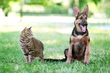 Şirin kedi ve köpek  