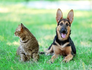 Şirin kedi ve köpek  