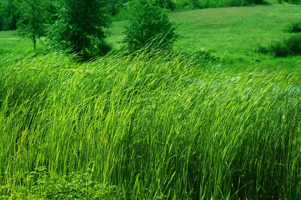 Canlı yeşil çimen — Stok fotoğraf