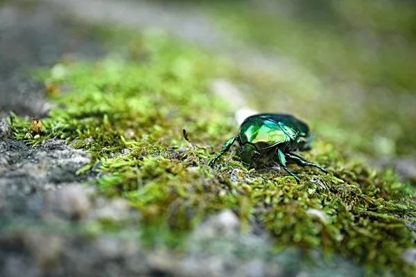 Chafer on moss, close seup — стоковое фото