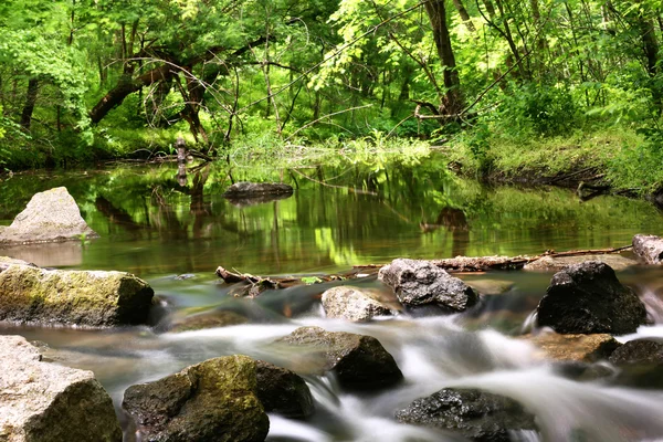 Creek z kamieniami w lesie — Zdjęcie stockowe