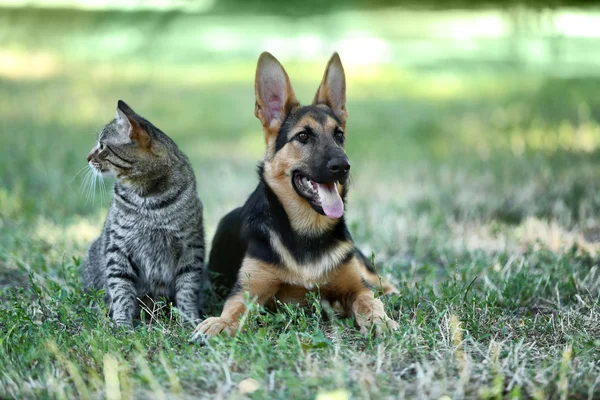 Roztomilý pes a kočka — Stock fotografie