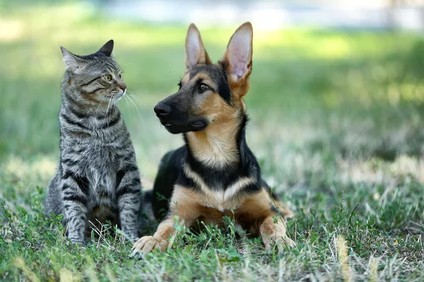 かわいい犬猫 — ストック写真