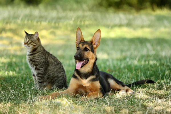 Aranyos kutya és macska — Stock Fotó