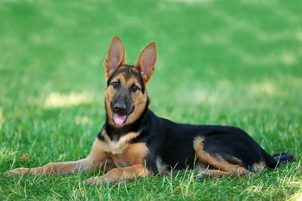 德国牧羊犬 — 图库照片