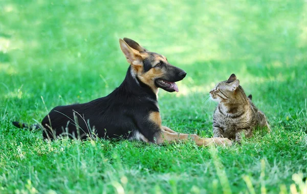 Niedlichen Hund und Katze — Stockfoto