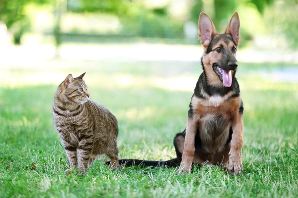 Söt hund och katt — Stockfoto