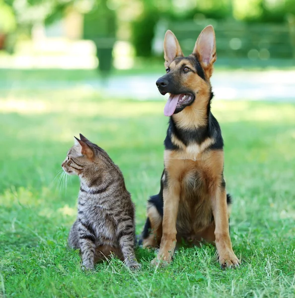 Cute dog and cat — Stock Photo © belchonock 122729484