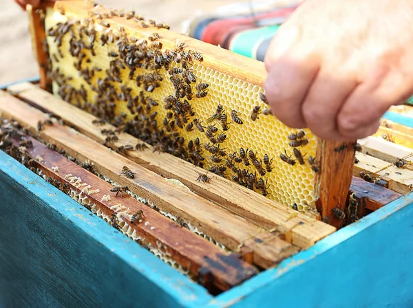 Homme sortir cadre avec nid d'abeille — Photo