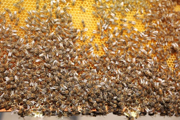 Пчелы на сотовом фоне — стоковое фото