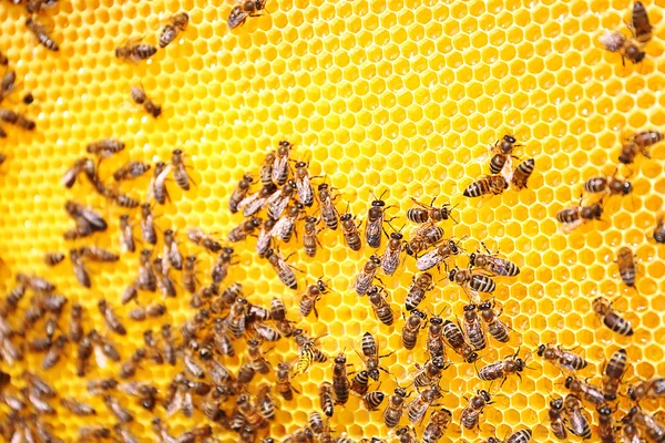 Abejas sobre fondo de panal — Foto de Stock