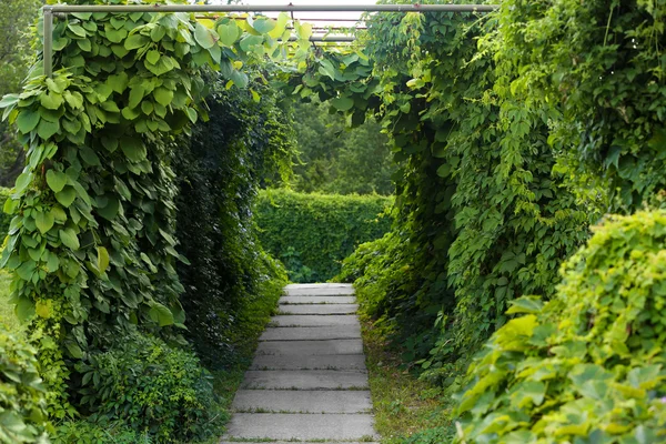 Grön arch i botanik trädgård — Stockfoto