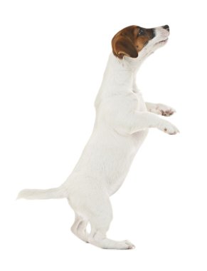 Beyaz izole şirin Jack Russell terrier