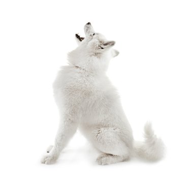 Kabarık samoyed köpek