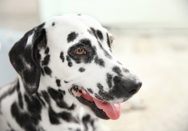 Arka plan bulanık Dalmaçya köpeği