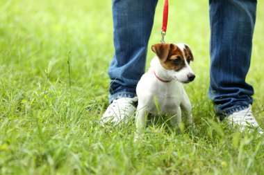 Sevimli köpek yaka yeşil çimenlerin üzerinde