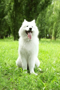Kabarık samoyed köpek
