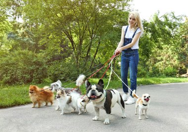 Köpekleri gezdiren kadın