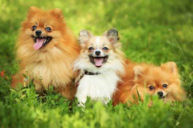 Yeşil çimenlerin üzerinde şirin tüylü köpekler