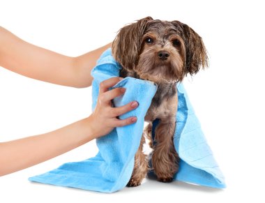 Onun köpeği beyaz izole havlu ile kurutma metresi