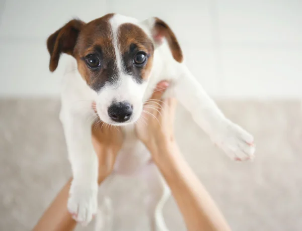 女人抱着杰克罗素梗犬 — 图库照片