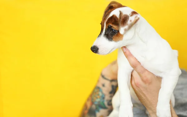 Homme avec chien mignon sur canapé jaune — Photo