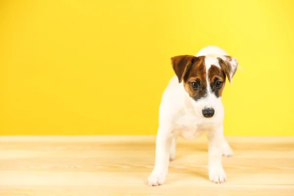 Jack Russell terrier em fundo amarelo — Fotografia de Stock