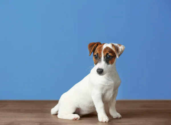 Jack Russell terrier em fundo azul — Fotografia de Stock