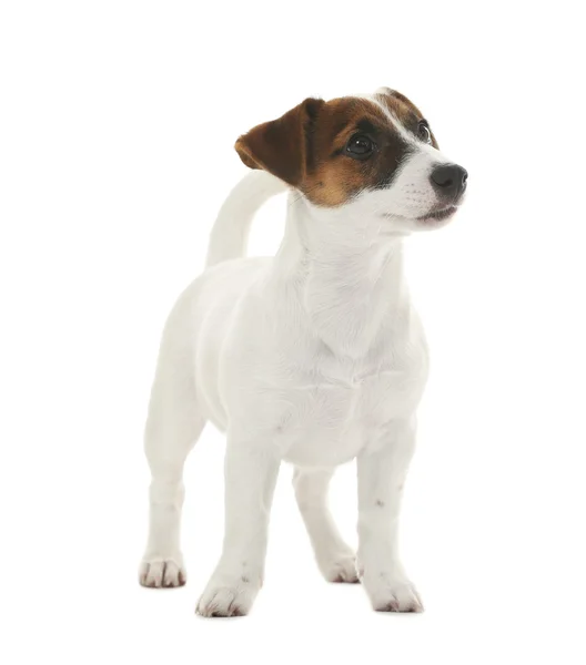 Mignon Jack Russell terrier, isolé sur blanc — Photo