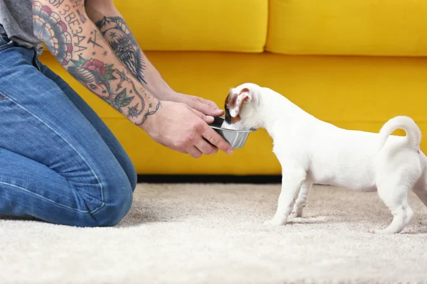 Man feeding cute dog at home — Stock Photo, Image