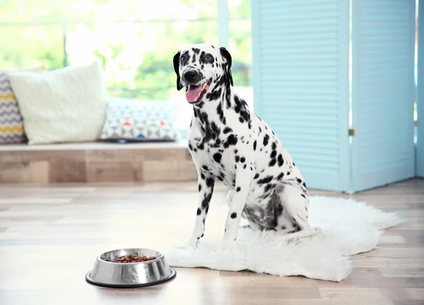 Dalmatyńskiej psów z jego miski — Zdjęcie stockowe