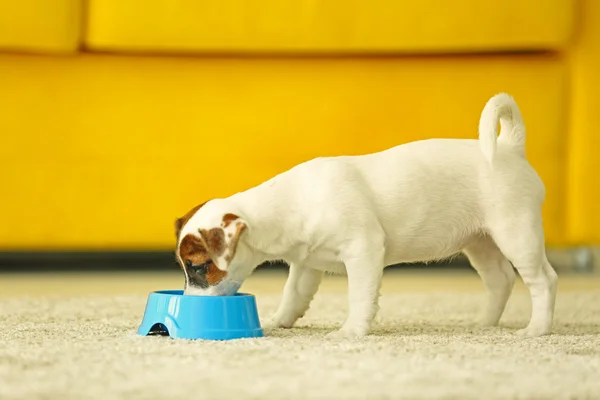 Jack Russell terrier eating food at home — Stock Photo, Image