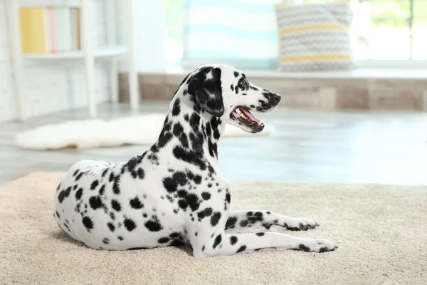 Bir halı üzerinde oturan Dalmaçya köpeği — Stok fotoğraf