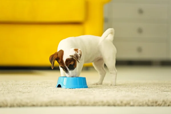 Jack Russell terrier eating food at home — Stock Photo, Image