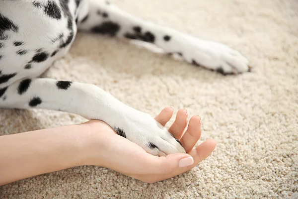 Zampa di cane dalmata in mano femminile — Foto Stock