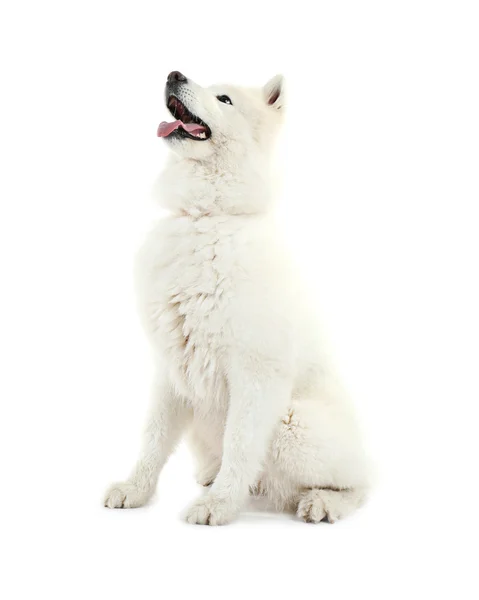 Fluffy samoyed dog — Stock Photo, Image