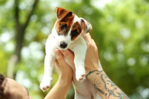 Hombre manos celebración lindo perro — Foto de Stock