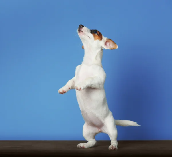 Jack Russell terrier em fundo azul — Fotografia de Stock