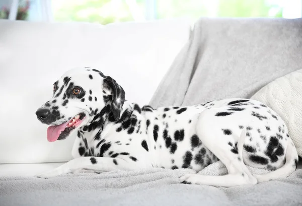 Chien dalmate assis sur un canapé — Photo