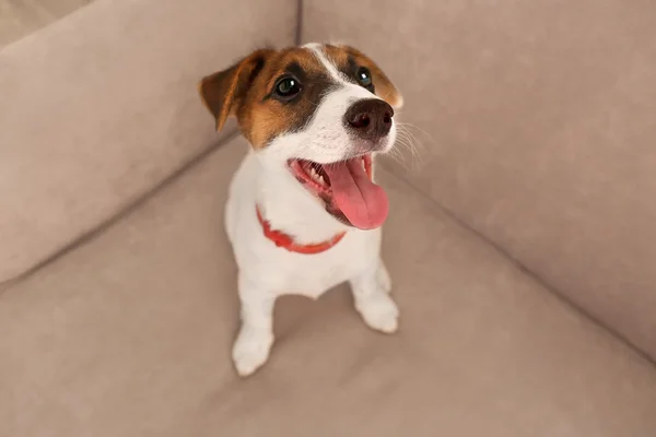 Ładny mały pies, Jack Russell terrier na kanapie — Zdjęcie stockowe