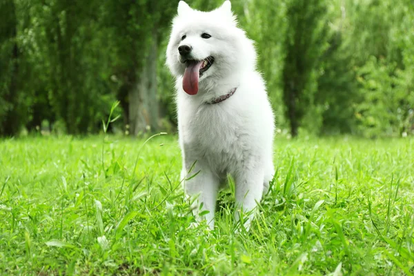 Пухнастий samoyed собака — стокове фото