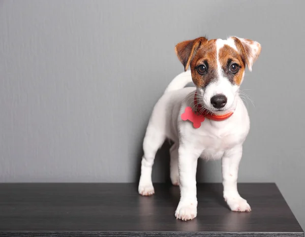 Schattige kleine hond, Jack Russell Terriër op donkere achtergrond — Stockfoto