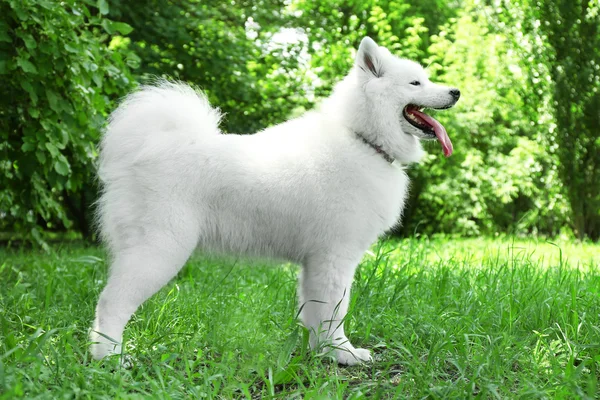 Kabarık samoyed köpek — Stok fotoğraf