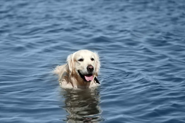 Lindo perro en el agua — Foto de Stock