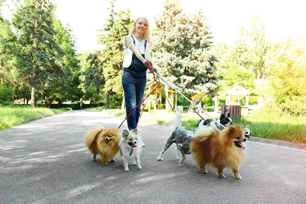 Donna cani da passeggio — Foto Stock